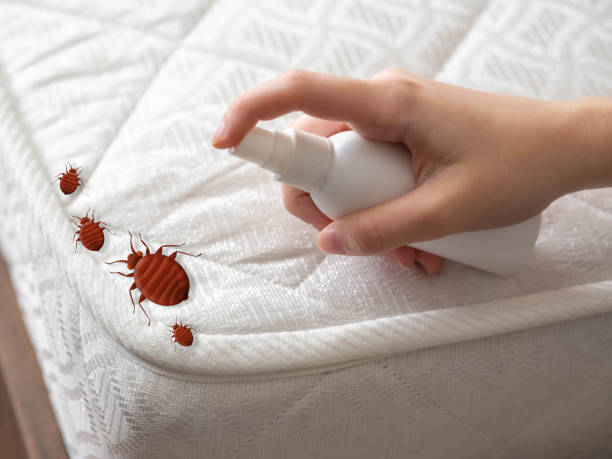 Best Termite Control Services  in Salem Heights, OH
