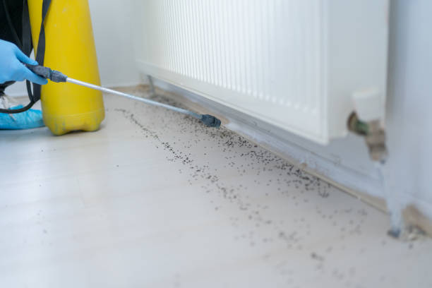 Best Ant Control Services  in Salem Heights, OH