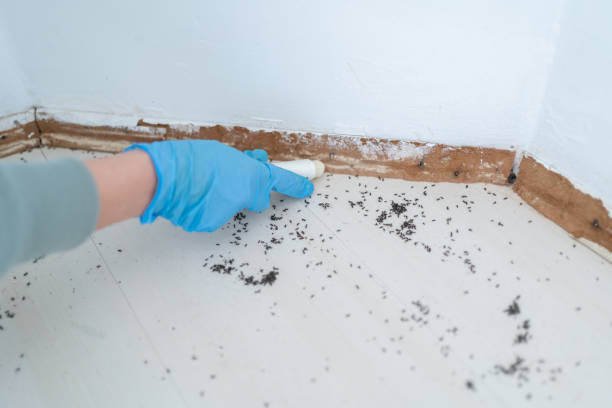 Best Wasp Removal Services  in Salem Heights, OH